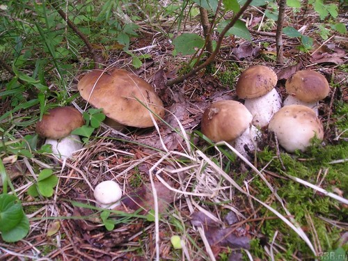 Белый гриб: описание, характеристики мест произрастания
