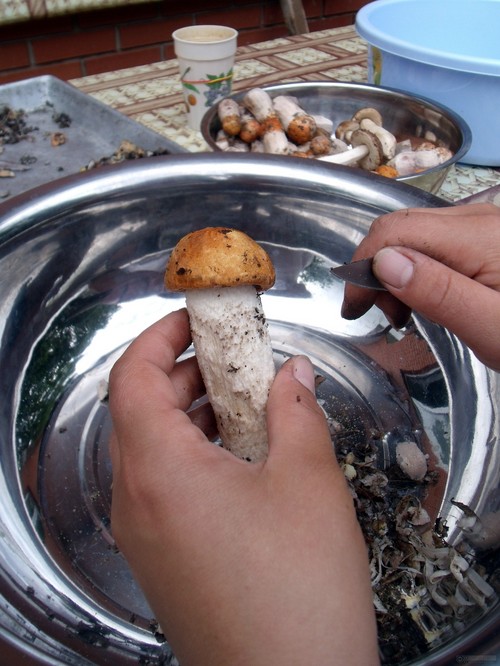 Как чистить грибы: практические советы