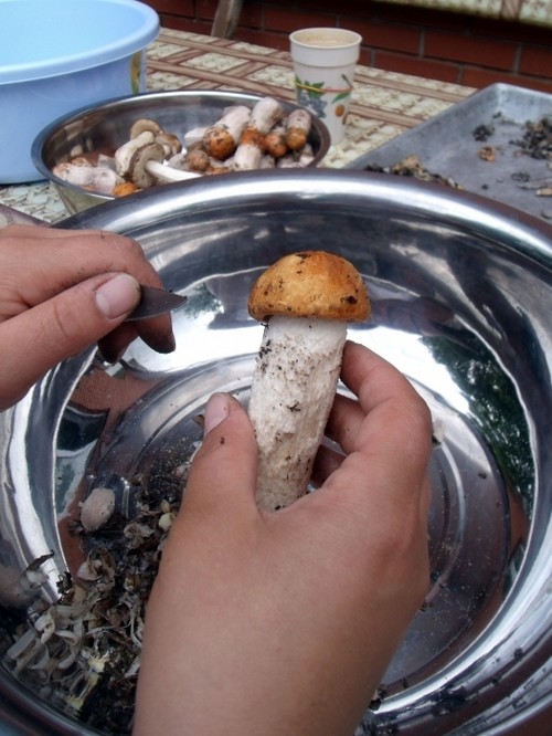 Как варить белые грибы для супа и консервации