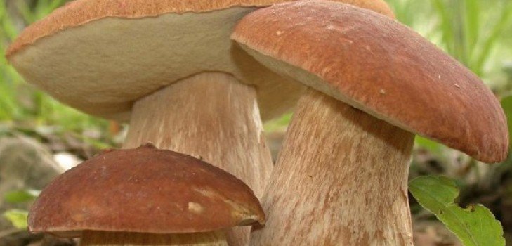 Как заморозить белые грибы, чтобы долго хранились
