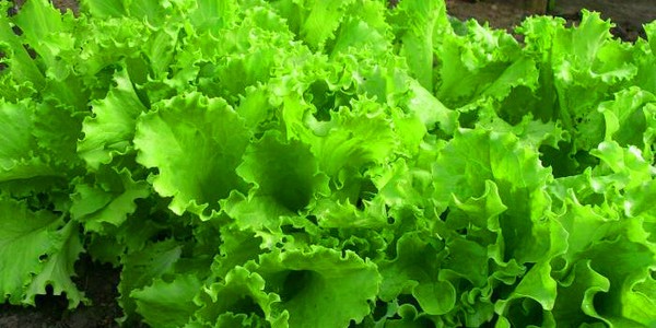 Выращивание салата в теории и на практике, полезные советы и рекомендации