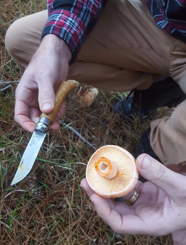 Как мариновать грибы