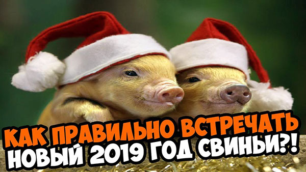 Приметы на Новый 2019 год Свиньи, чтобы водились деньги и счастье. Как по правилам встречать наступающий год?