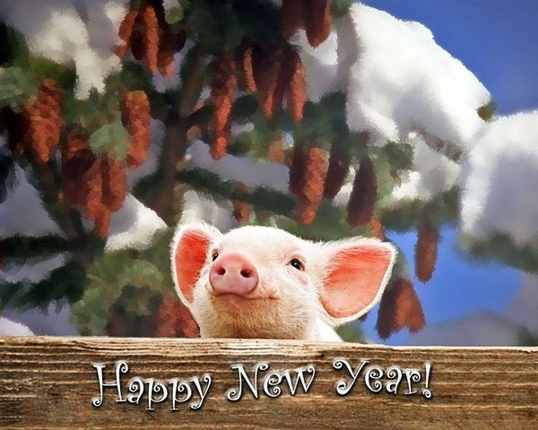 Прикольные поздравления с Новым 2019 годом Свиньи (Кабана)