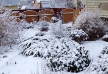 Лунный посевной календарь садовода и огородника на март 2019 года для Средней полосы России и Подмосковья, Урала и Сибири