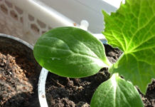 Лунный посевной календарь на апрель 2019 года садовода и огородника для Средней полосы России и Подмосковья, Урала и Сибири (таблицы)