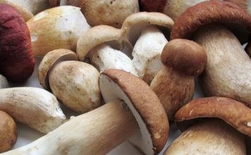 Эффективно ли лечение грибами?
