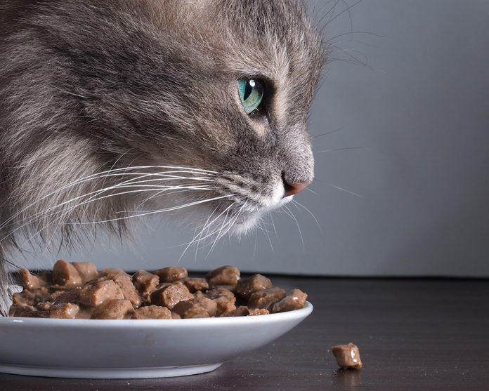 Какой сухой корм для кошек лучше выбрать?