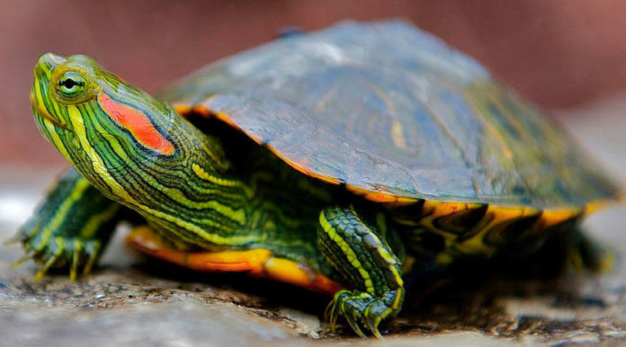 Где купить аквариум для черепахи?