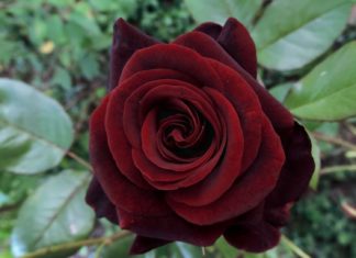 Происхождение сортов розы