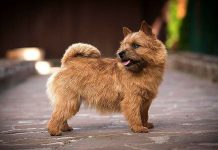 Жесткошерстные породы собак