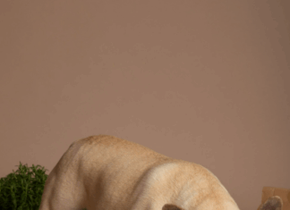 Как выбрать качественный корм для собак: почему важно заботиться о здоровье питомца