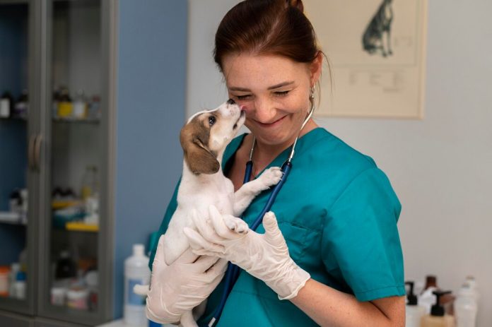 https://ru.freepik.com/free-photo/close-up-on-veterinarian-taking-care-of-dog_18395500.htm#fromView=search&page=1&position=2&uuid=a18dac1c-ec8c-45e3-8921-3a1d7ff06f41