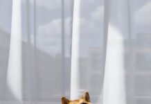 История породы собаки акита-ину