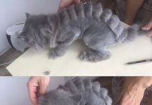 Груминг: качественный уход за питомцами