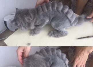 Груминг: качественный уход за питомцами