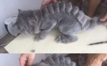 Груминг: качественный уход за питомцами