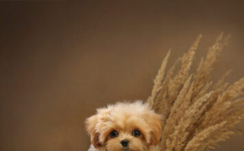 Питомник собак: как выбрать надежное место для покупки щенка и что важно знать заранее