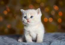 Как выбрать ветеринарную клинику для своего питомца: советы для заботливых хозяев