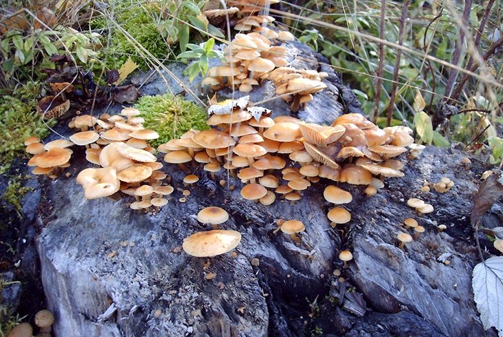 Ядовитые грибы: ложные опята, фото