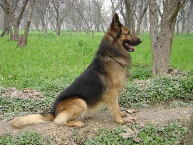 Породы собак: восточноевропейская овчарка