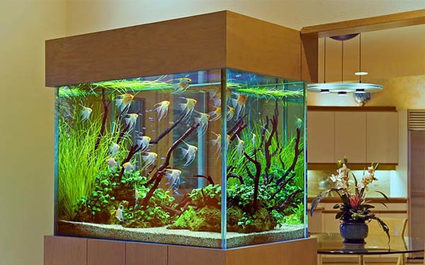 Как выбрать аквариум? Памятка для начинающих