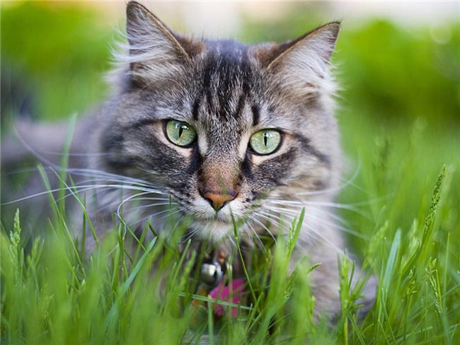 Зачем кошки едят траву?