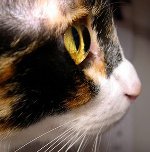 Слезятся глаза у кошки: что делать