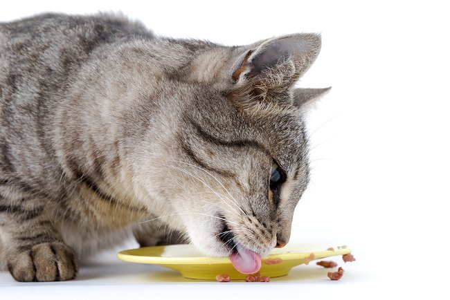 Чем кормить кастрированного кота