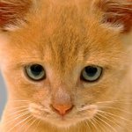 У кошки гноятся глаза: что делать