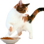Кот ничего не ест