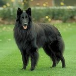Породы собак: бельгийская овчарка грюнендаль
