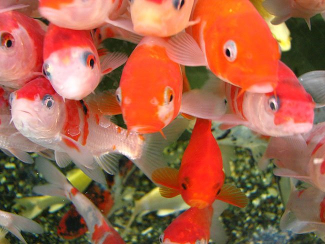 Как правильно перевозить аквариумных рыбок?
