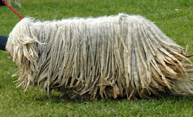 Комондор: венгерская овчарка