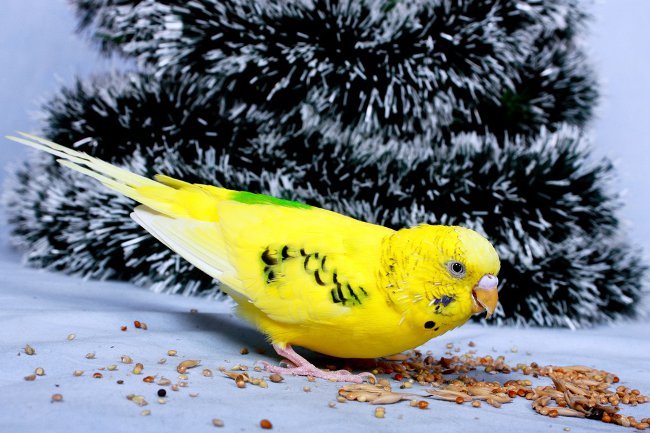Чем кормить волнистого попугая