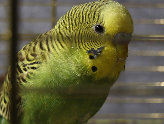Что нужно знать о клетках для попугаев?