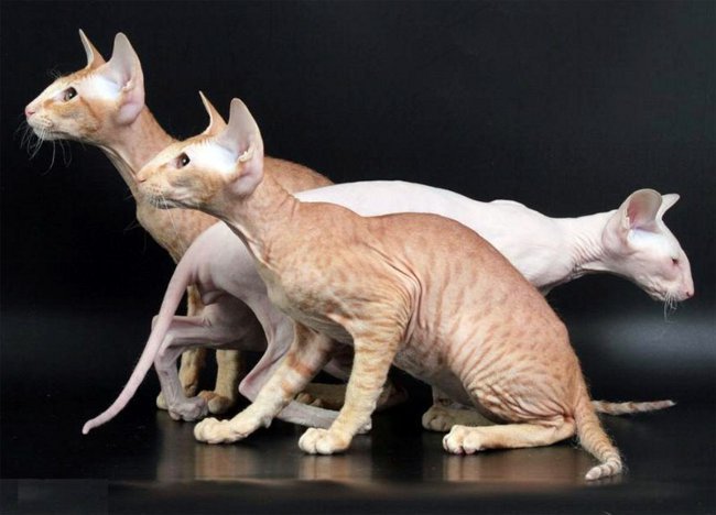 Породы кошек: петербургский сфинкс