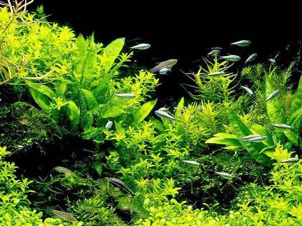 Почему болеют аквариумные растения?