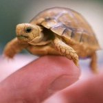 Как определить пол черепахи?