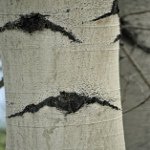 Лечебные свойства осины